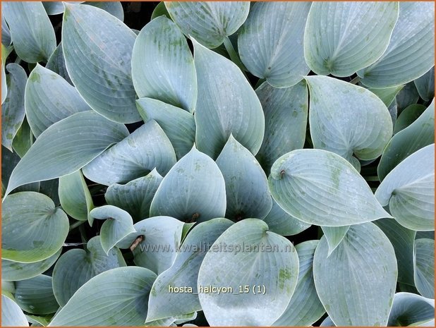 Hosta 'Halcyon' | Hosta, Hartlelie, Funkia | Funkie