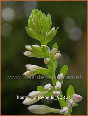 Hosta 'Honeybells' | Hartlelie, Funkia