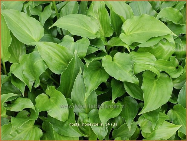 Hosta 'Honeybells' | Hartlelie, Funkia