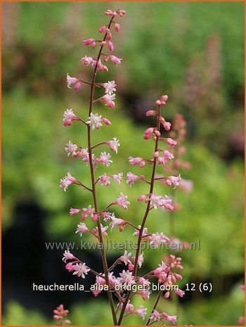 Heucherella alba 'Bridget Bloom'