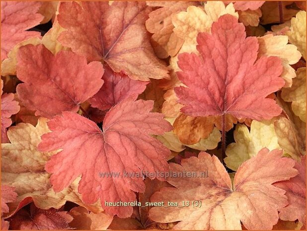 Heucherella 'Sweet Tea'