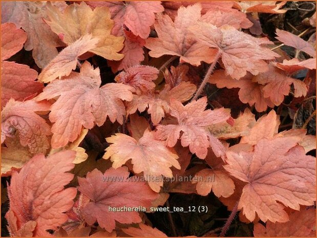 Heucherella 'Sweet Tea'