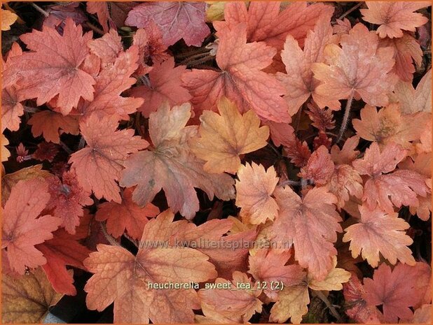 Heucherella 'Sweet Tea'