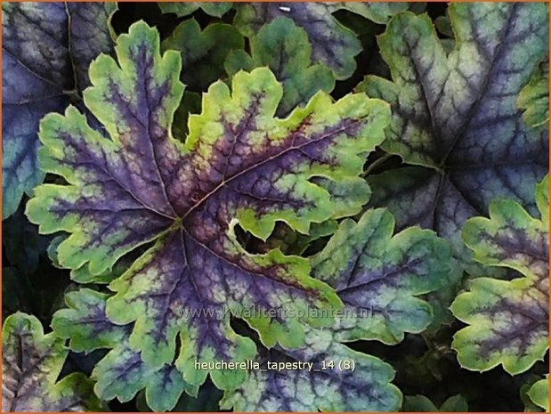 Heucherella 'Tappestry'