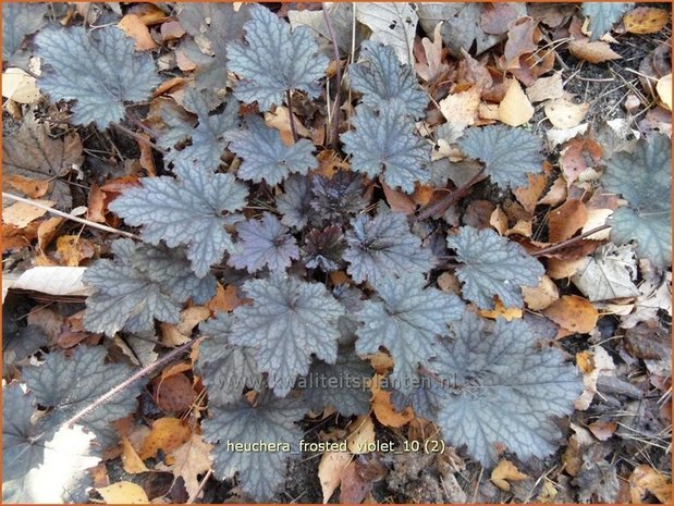 Heuchera 'Frosted Violet' | Purperklokje