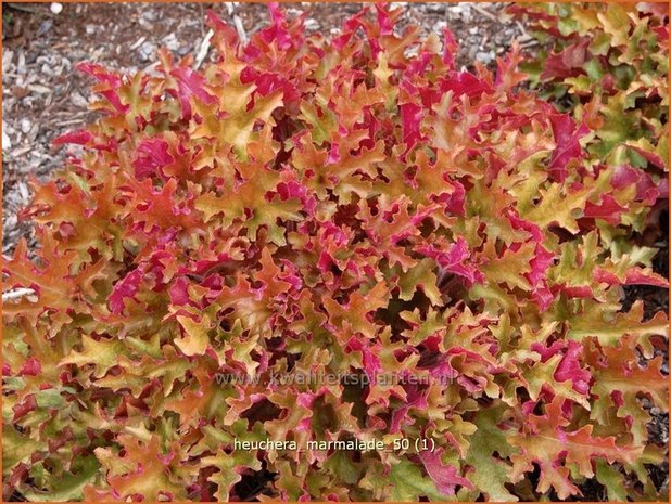 Heuchera 'Marmalade' | Purperklokje