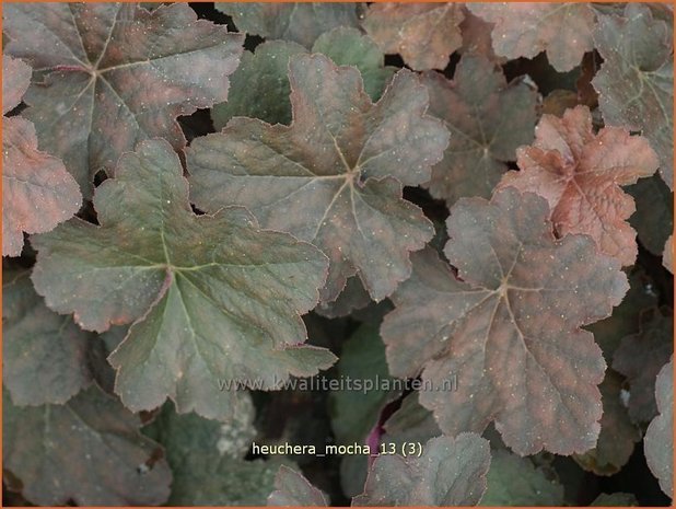 Heuchera 'Mocha' | Purperklokje