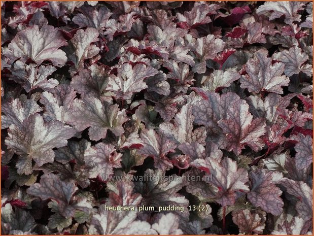 Heuchera 'Plum Pudding' | Purperklokje