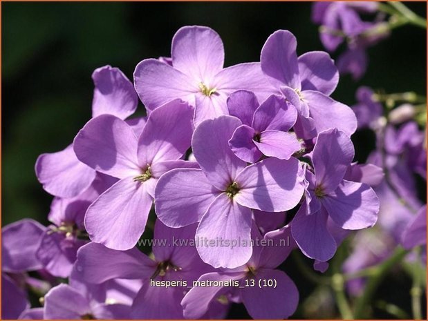 Hesperis matronalis | Damastbloem