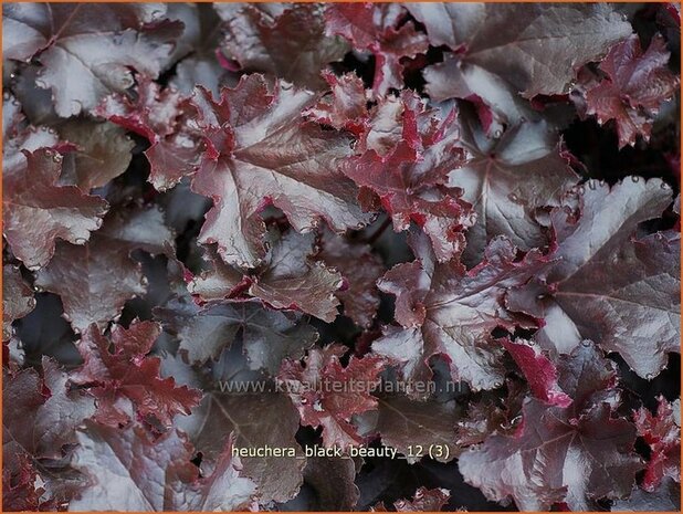 Heuchera 'Black Beauty' | Purperklokje