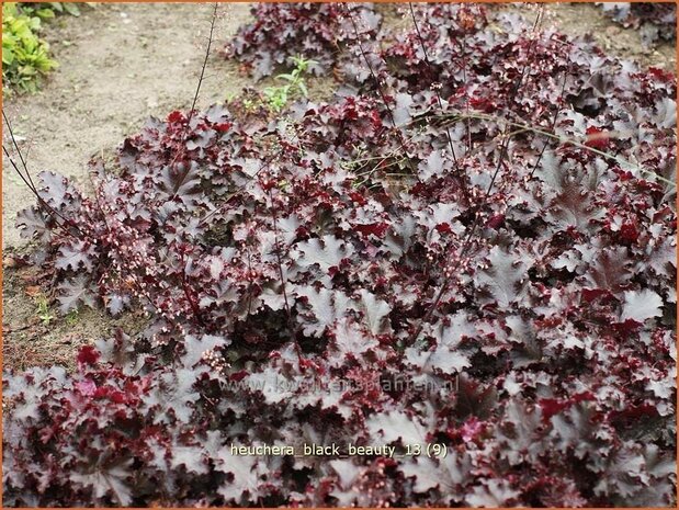 Heuchera 'Black Beauty' | Purperklokje