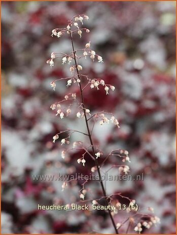 Heuchera 'Black Beauty' | Purperklokje