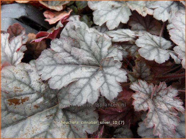 Heuchera 'Cinnabar Silver' | Purperklokje