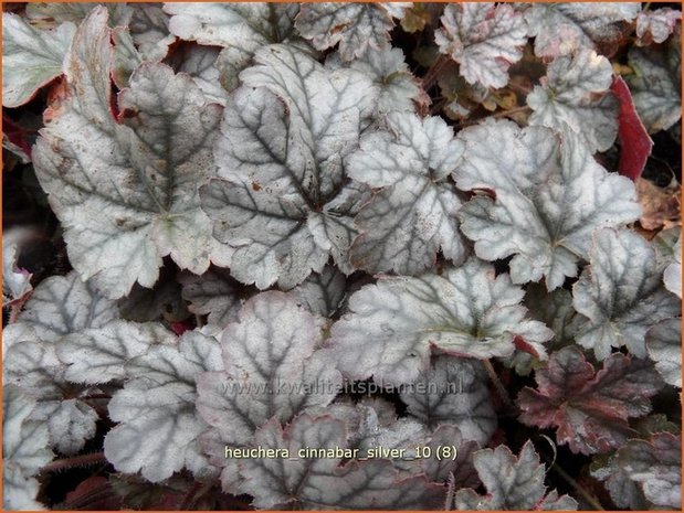 Heuchera 'Cinnabar Silver' | Purperklokje