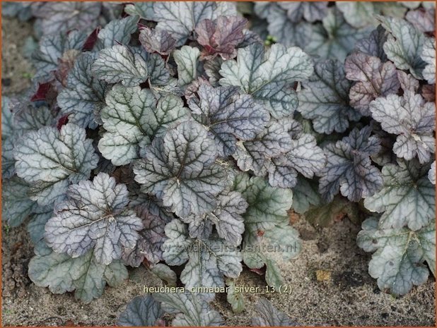 Heuchera 'Cinnabar Silver' | Purperklokje