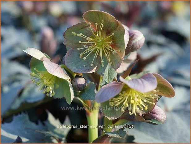 Helleborus sternii 'Silver Dollar' | Kerstroos, Stinkend nieskruid