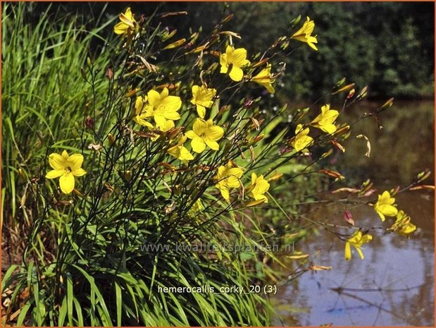 Hemerocallis 'Corky' | Daglelie