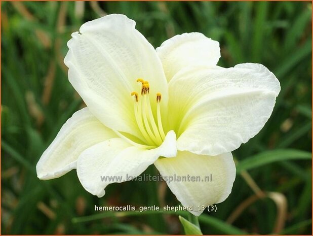 Hemerocallis 'Gentle Shepherd' | Daglelie