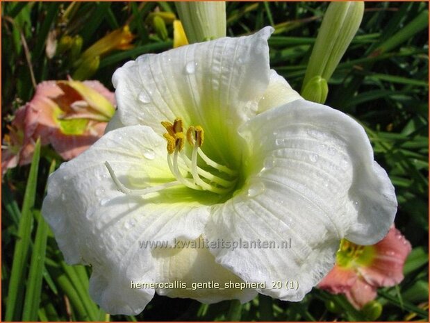 Hemerocallis 'Gentle Shepherd' | Daglelie