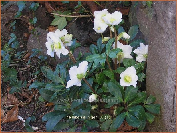 Helleborus niger | Kerstroos, Nieskruid | Christrose | Christmas Rose