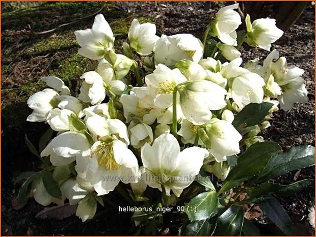 Helleborus niger | Kerstroos, Nieskruid | Christrose | Christmas Rose