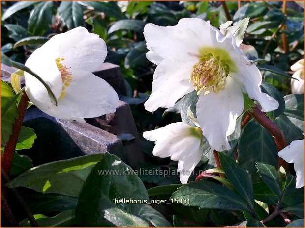 Helleborus niger | Kerstroos, Nieskruid | Christrose | Christmas Rose