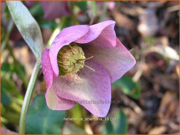 Helleborus orientalis | Kerstroos, Stinkend nieskruid