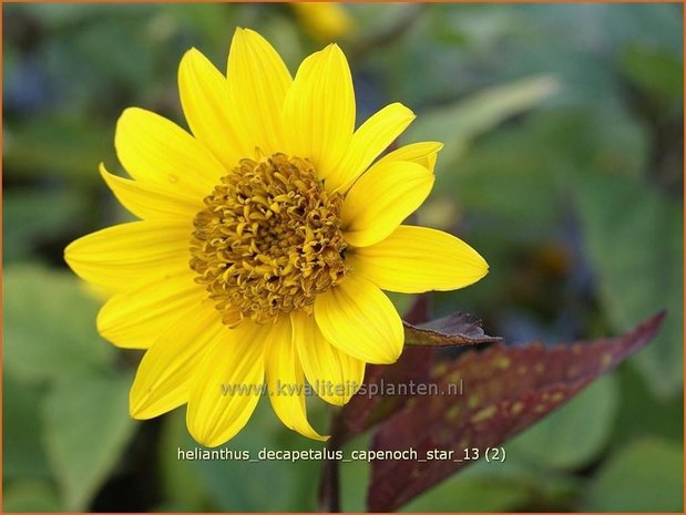 Helianthus decapetalus 'Capenoch Star' | Vaste zonnebloem