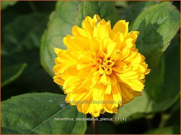 Helianthus decapetalus 'Plenus' | Vaste zonnebloem