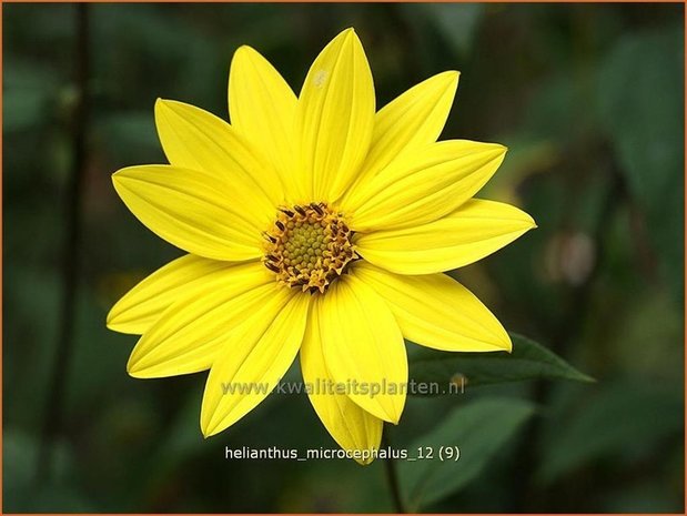 Helianthus microcephalus | Vaste zonnebloem | Kleinblumige Sonnenblume