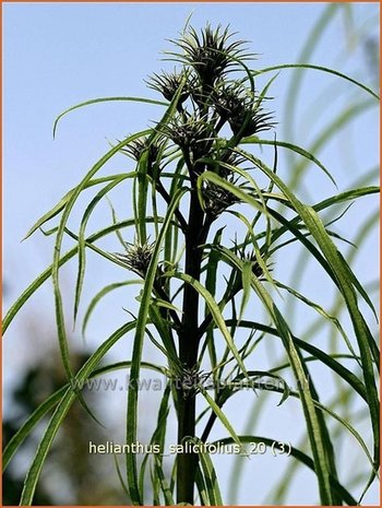 Helianthus salicifolius | Vaste zonnebloem