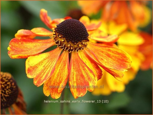 Helenium &#39;Sahins Early Flowerer&#39; | Zonnekruid | Sonnenbraut