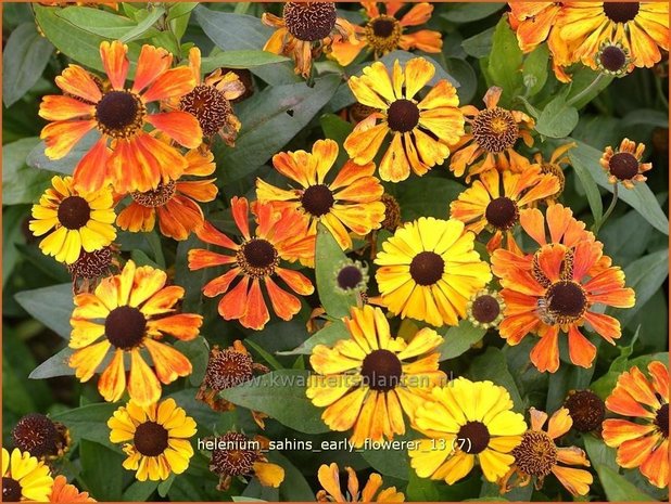 Helenium &#39;Sahins Early Flowerer&#39; | Zonnekruid | Sonnenbraut