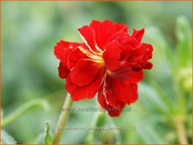 Helianthemum 'Amabile Plenum' | Zonneroosje