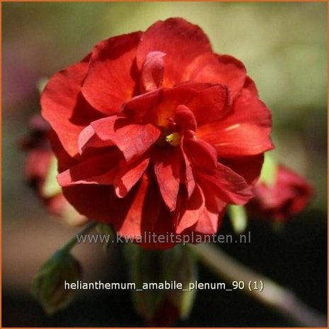 Helianthemum 'Amabile Plenum' | Zonneroosje