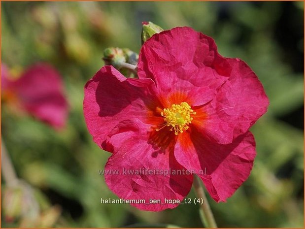 Helianthemum 'Ben Hope' | Zonneroosje