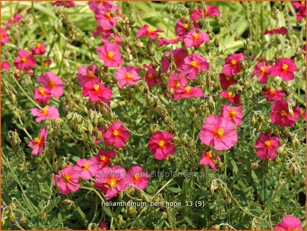 Helianthemum 'Ben Hope' | Zonneroosje