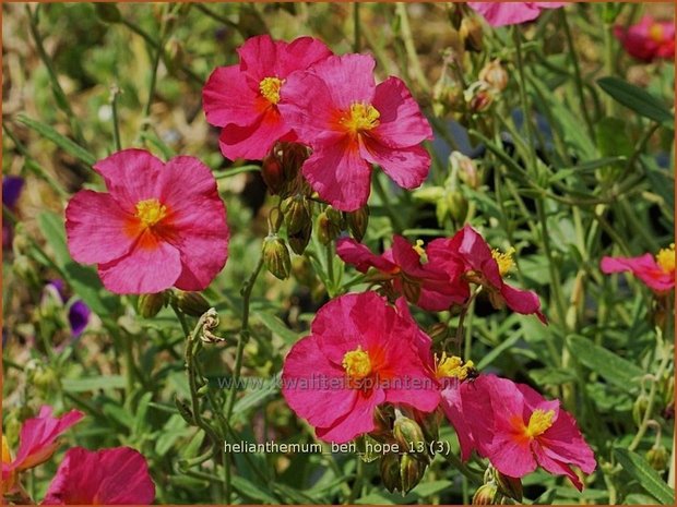 Helianthemum 'Ben Hope' | Zonneroosje