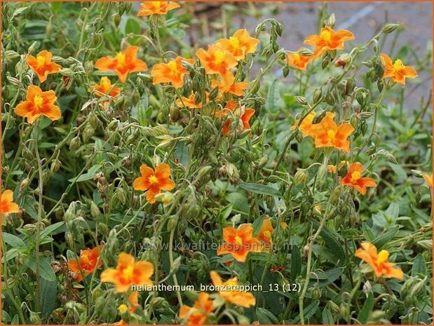 Helianthemum 'Bronzeteppich' | Zonneroosje