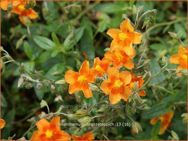 Helianthemum 'Bronzeteppich' | Zonneroosje