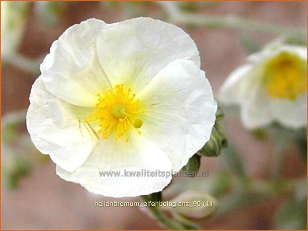 Helianthemum 'Elfenbeinglanz' | Zonneroosje