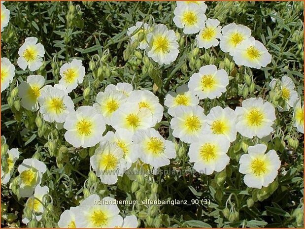 Helianthemum 'Elfenbeinglanz' | Zonneroosje