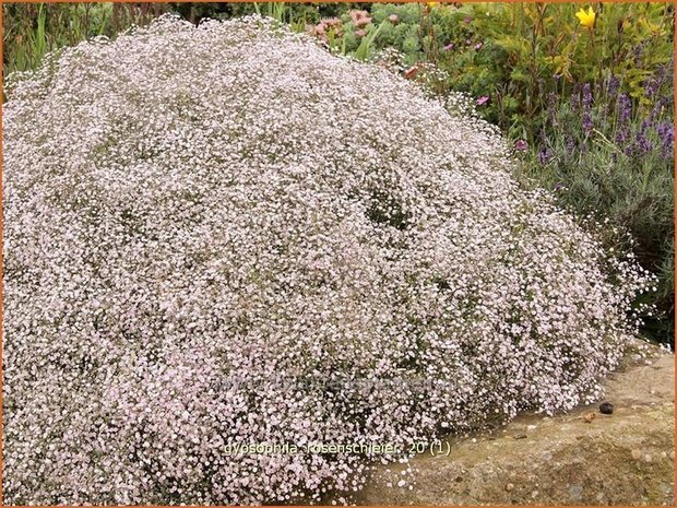 Gypsophila 'Rosenschleier' | Gipskruid