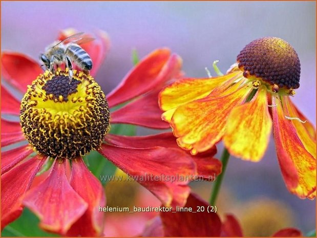 Helenium 'Baudirektor Linne' | Zonnekruid