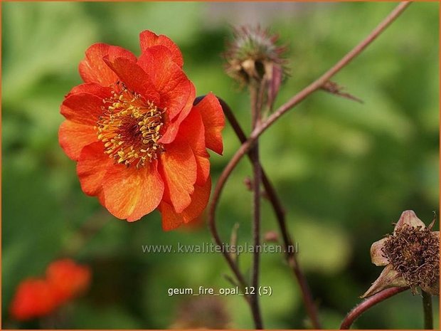 Geum 'Fire Opal' | Nagelkruid