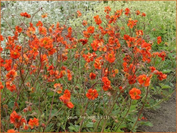 Geum 'Fire Opal' | Nagelkruid