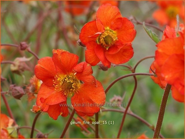 Geum 'Fire Opal' | Nagelkruid