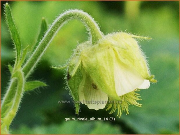 Geum rivale 'Album' | Nagelkruid, Knikkend nagelkruid