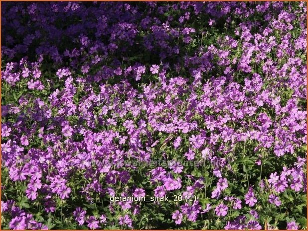 Geranium 'Sirak' | Ooievaarsbek