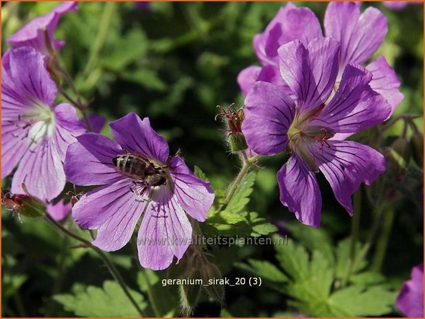 Geranium 'Sirak' | Ooievaarsbek